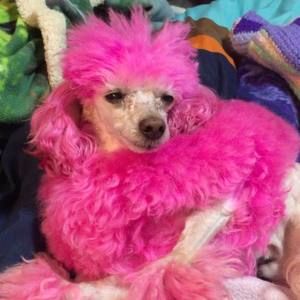 Meet your Posher, Miranda